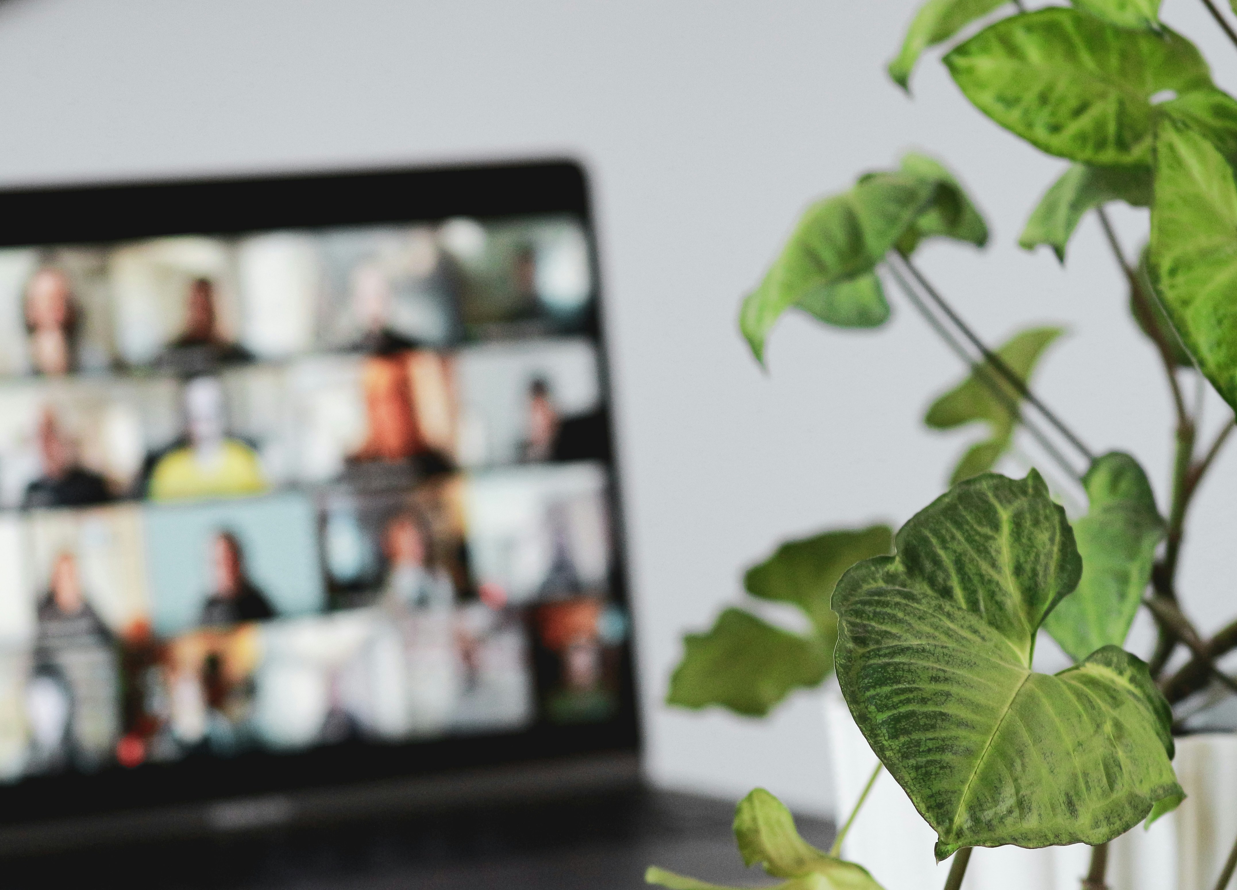 Encontro online em grupo com uma planta em primeiro plano