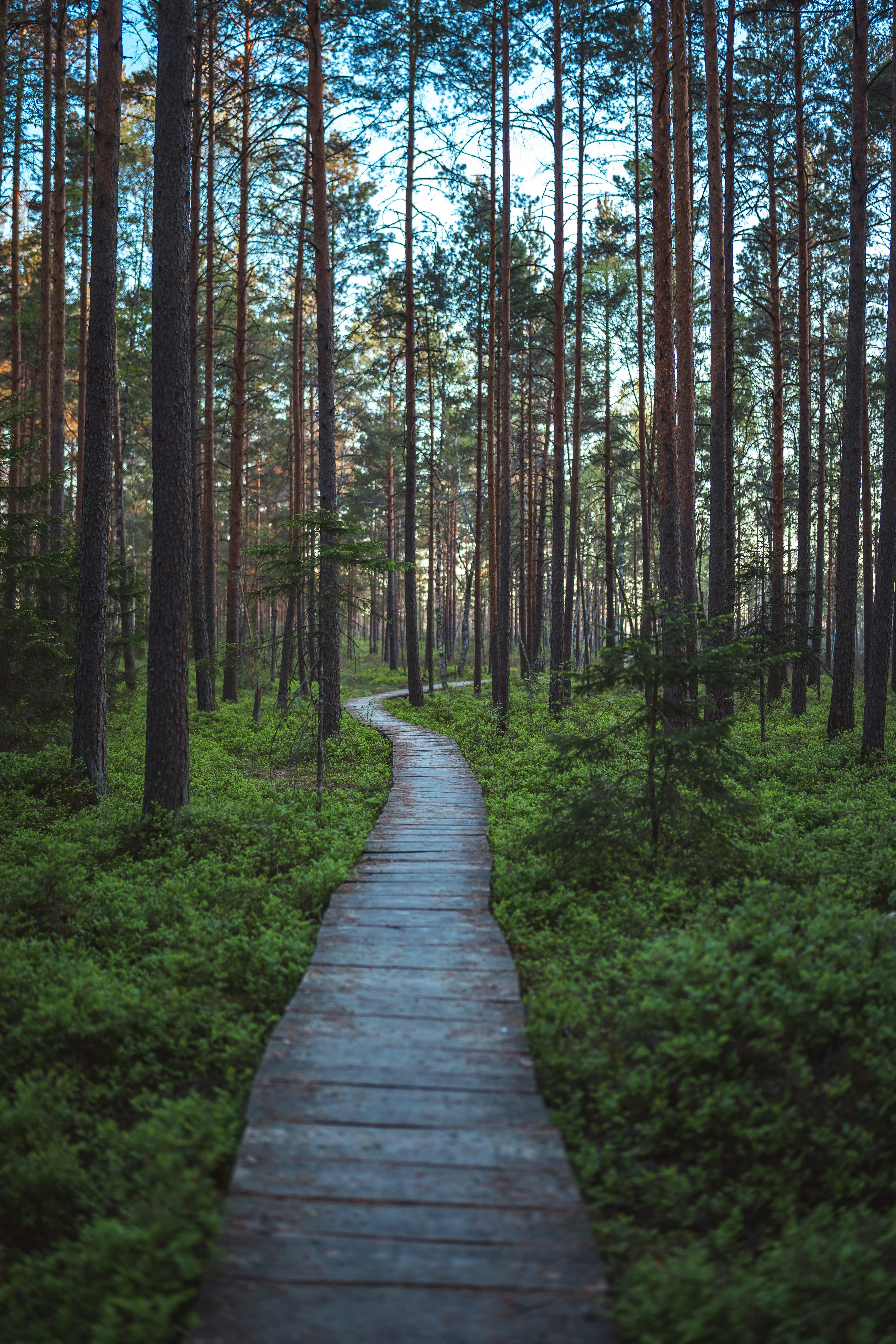 Caminho numa floresta verde e tranquila